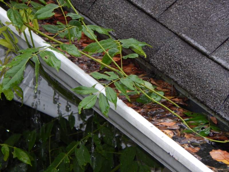 Rain Gutter Cleaning in Elfers, FL 34680